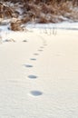 Footprints of unknown wild animal in the snow Royalty Free Stock Photo