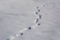Footprints in the very white and pure snow Royalty Free Stock Photo