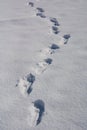 Footprints in the very white and pure snow Royalty Free Stock Photo