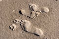 Footprints in the Wadden Sea