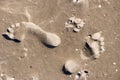 Footprints in the Wadden Sea