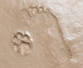 Footprints on wet brown clay Royalty Free Stock Photo