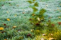 Footprints on wet grass on a beautiful autumn morning. A path marked out by a man through a dewy lawn with leaves. Bad Muskau,