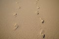Footprints in the wet sand that go back and forth, there is a copy space Royalty Free Stock Photo