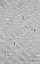 Footprints on white sand Royalty Free Stock Photo