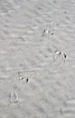 Footprints on white sand