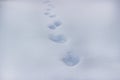 Animal footprints on white snow