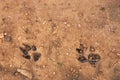 Footprints of a wild animal in the cultivated field