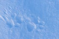 Footprints of a wild animal on the snow surface. Winter season in the Arctic.