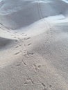 Tracks and prints in the Sahara desert
