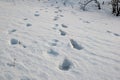 Footprints on the winter carpet , on the white snow, on the layer of frozen crystal Royalty Free Stock Photo