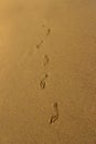 Footprints of the young girl walking on the beach. Royalty Free Stock Photo