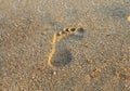 Footstep on beach sand