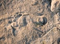 Footstep on sand on the beach Royalty Free Stock Photo