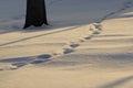 Footstep on snow campaign for a Christmas tree Royalty Free Stock Photo