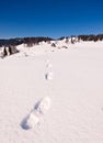 Footstep trails at snow by sunny day Royalty Free Stock Photo