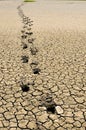 Footsteps in arid land Royalty Free Stock Photo