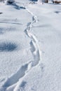 Footsteps on the fresh snow