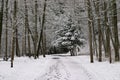 Footsteps in the Freshly Fallen Snow