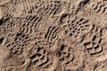 Footsteps on ground - pattern people marks Royalty Free Stock Photo
