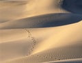 Footsteps In The Mesquite Sand Dunes In Death Valley