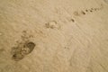 Footsteps on the sand