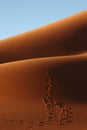 Footsteps in the sand Royalty Free Stock Photo