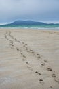 Footsteps in the sand on the beautiful Luskentyre beach, Isle of Harris Royalty Free Stock Photo