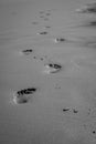 Footsteps in sand, black and white. Footprints on the beach, monochrome. Walk concept. Human steps on the seashore.