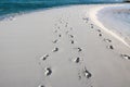 Footsteps in the sand with blue ocean caribbean