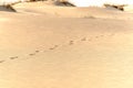 Footsteps on the sand in a desert dunes