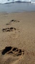 Footsteps in the sand. Imprints of female feet on the sea sand.