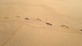 Footsteps in Sand at a Kerala Beach in India