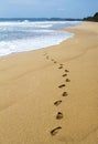 Footsteps in Sand with Water Royalty Free Stock Photo