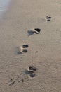 Footsteps on the seaside. Walking on the beach