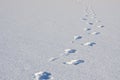 Footsteps in snow Royalty Free Stock Photo