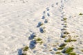 Footsteps on the snow and fresh grass. Royalty Free Stock Photo