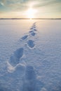 Footsteps on snow at a frozen lake Royalty Free Stock Photo