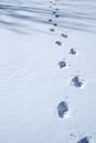 Footsteps in the snow gives off a mysterious feeling. Royalty Free Stock Photo