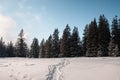 Footsteps on snow leading to the spruce forest in winter Royalty Free Stock Photo