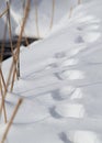 Footsteps in the snow