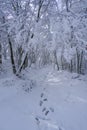 Footsteps in snow. path in the snow forest close-up. Winter forest. Season. Nature background Royalty Free Stock Photo