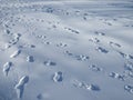 Human feet traces in the snow. Footprints alley through the snow. Winter background. Snow-covered nature. Wandering alone. Snow Royalty Free Stock Photo