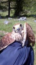 Foppolo, on the Orobie Alps during an excursion help a wounded small red falcon, then delivered to the Forestry corps for the nece Royalty Free Stock Photo