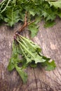 Forage edible dandelions (Taraxacum officinale) greens