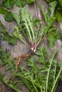 Forage edible dandelions (Taraxacum officinale) greens