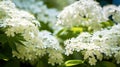 forage elderflowers