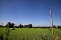 Forage grass field with wooden electricity poles on a summer day Royalty Free Stock Photo