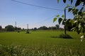 Forage grass field with wooden electricity poles on a summer day Royalty Free Stock Photo