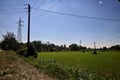 Forage grass field with wooden electricity poles on a summer day Royalty Free Stock Photo